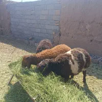 بره نر همو . بره همو .ژن دار  .داشتی .پرواری