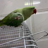 شاه طوطی ،سهره،قناری|پرنده|کرج, کمال‌شهر|دیوار