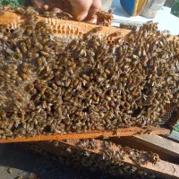 زنبور عسل کارنیکا