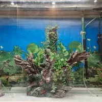 اکواریوم دلسا با پایه|ماهی|گرگان, |دیوار