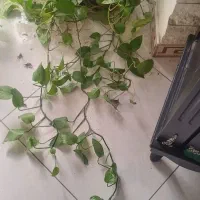 پتوس|گل و گیاه طبیعی|ری, دولت‌آباد|دیوار