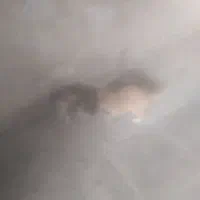 قیمت توافقی|گربه|کرمان, |دیوار