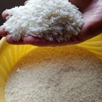 برنج کشت دوم