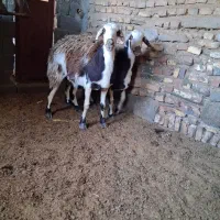 میش پلنگی دوقلوزا