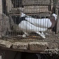 دو عدد طوقی نر و ماده پاک بدون عیب|پرنده|شهرضا, |دیوار