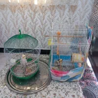 دو عدد قناری یک عروس