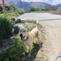 گمشده|حیوانات|خمین, |دیوار