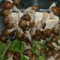 حلزون خانگی (از یک سانت تا ۱۴ سانت)