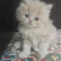 گربه پرشین