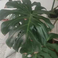 گل برگ انجیری