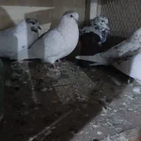 کبوتر پرشی|پرنده|مشکیندشت, |دیوار