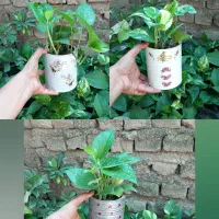 برکین.فلیدندرون پرتقالی.فلیدندرون لیمویی..|گل و گیاه طبیعی|گنبد کاووس, |دیوار