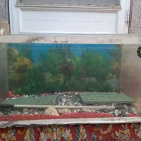 اکواریوم|ماهی|دامغان, |دیوار