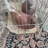 کبوتر سرور