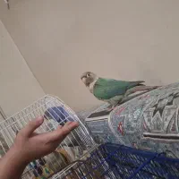 سلام این طوطی