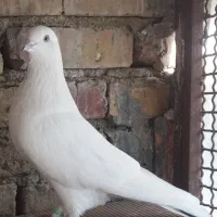 کبوتر پرشی|پرنده|بهشهر, |دیوار