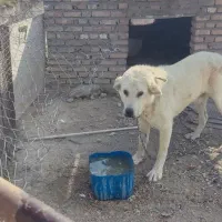 سگ گم شده در ماکو