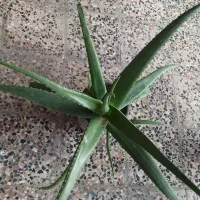 فروش گیاه الورا|گل و گیاه طبیعی|چابهار, |دیوار