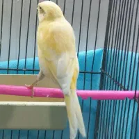 قناری ماده کشیده خوش رنگ جوان تن نرفته