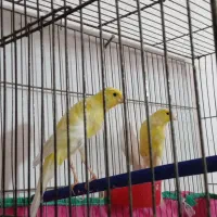 قناری کشیده