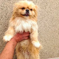 پیکنیز امپریال اصل وارداتی