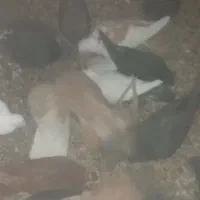 کبوتر|پرنده|کرمان, |دیوار