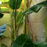 نهال موز خارجی|گل و گیاه طبیعی|فاضل آباد, |دیوار