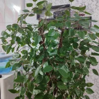 درختچه بنجامین|گل و گیاه طبیعی|اهواز, گلستان|دیوار