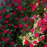 گردش یاسوج