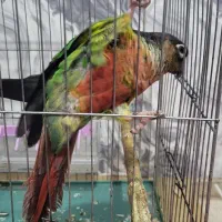 طوطی گرینچیک|پرنده|شمیل, |دیوار