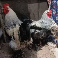 دوعدد خروس برهما