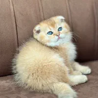 بچه گربه های اشرافی