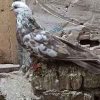 فروش تعدادی کبوتر پرشی