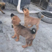 توله سرابی دو رگه