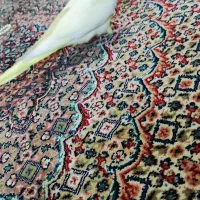 عروس هلندی لوتینو|پرنده|تهران, زمزم|دیوار