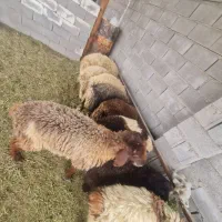 بره نر ماده|حیوانات مزرعه|بندر گناوه, |دیوار