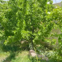 اخذ-سند-برای-زمین-قولنامه-ای-فشند