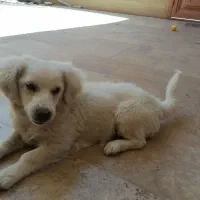 سگ.|سگ|نجف‌آباد, منتظری شمالی|دیوار