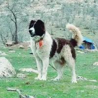 واگذاری سگ قهدریجانی