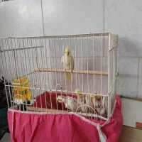 عروس هلندی|پرنده|نجفآباد, یزدانشهر|دیوار