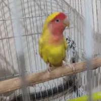 یک عددکتوله نرصورت هلوی قیمت 1تومن