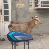 8تا بز تالی و محلی مخصوص داشت کشتن چاق چله|حیوانات مزرعه|بندرعباس, |دیوار