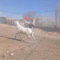 مادیون عرب یسر قد بلند سواری دار