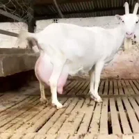 بزغاله سانن