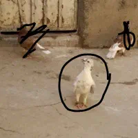 گمشده کفتر|حیوانات|نیشابور, مازول|دیوار