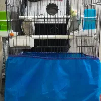 عروس هلندی نر و ماده