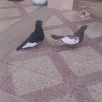 کفتر سینه جفت