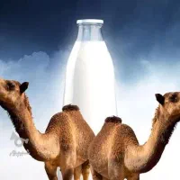 سرشارازپروتیین//محصولات طبیعی شتر