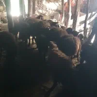 فروش بره پرواری