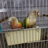 جفت طوطی گرینچیک مولد سخنگو